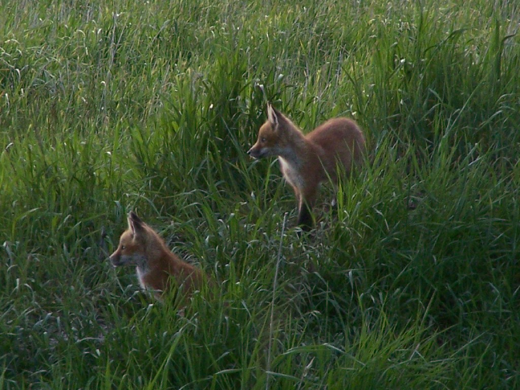 Two foxes in tall grass